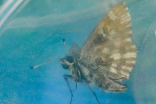 Réf. 267 378 : Carcharodus floccifera